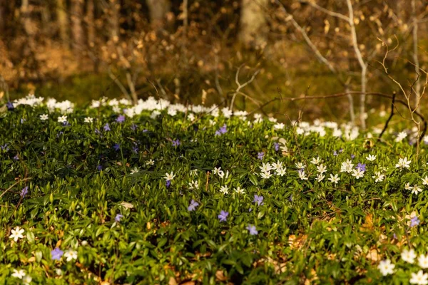 A beautiful view of wood anemone plants in a forest at daytime