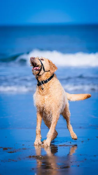 Vertical Shot Golden Retriever Beach Wearing Muzzle — Stock Photo, Image