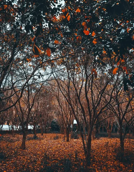 Прекрасный Вид Осенний Лист Падающий Парке — стоковое фото