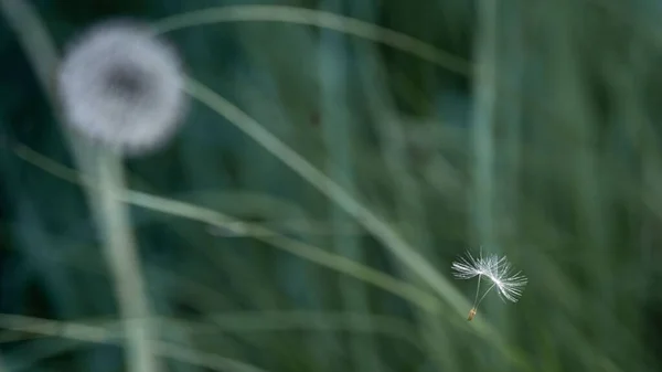 緑の草に落ちたタンポポの種のクローズアップビュー — ストック写真