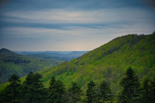 Eine Landschaft Mit Blick Auf Die Berge Und Kiefern — Stockfoto