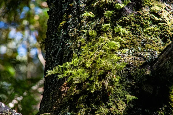チリ南部の木の上の苔のクローズアップ — ストック写真