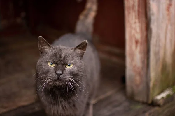 Närbild Bild Svart Katt Med Gröna Ögon Tittar Rakt Kameran — Stockfoto