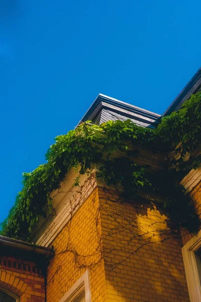 Tiro Vertical Ângulo Edifício Tijolo Velho Com Uma Planta Crescendo — Fotografia de Stock