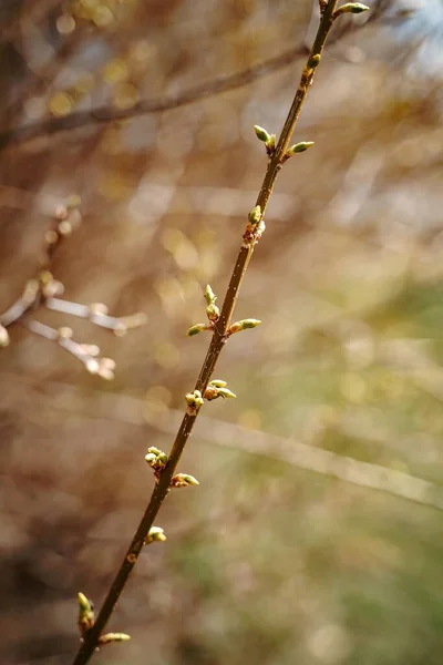 Une Branche Cerisier Dans Forêt — Photo