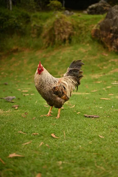 Colpo Verticale Gallo Cerca Cibo Vicino Waimea Canyon Hawaii — Foto Stock