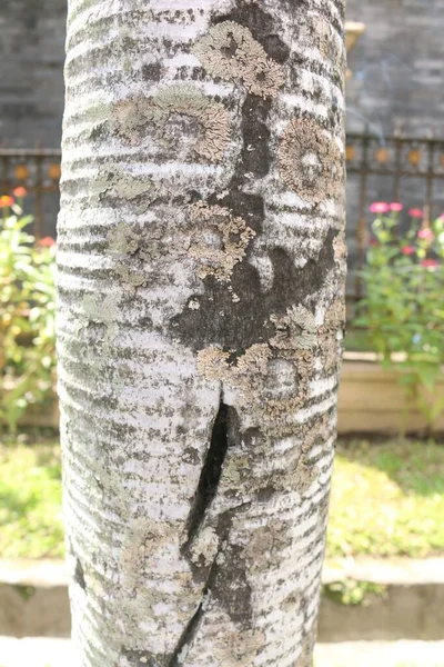 Крупним Планом Білої Чорної Кори Пальмового Дерева Вертикальному Вигляді — стокове фото