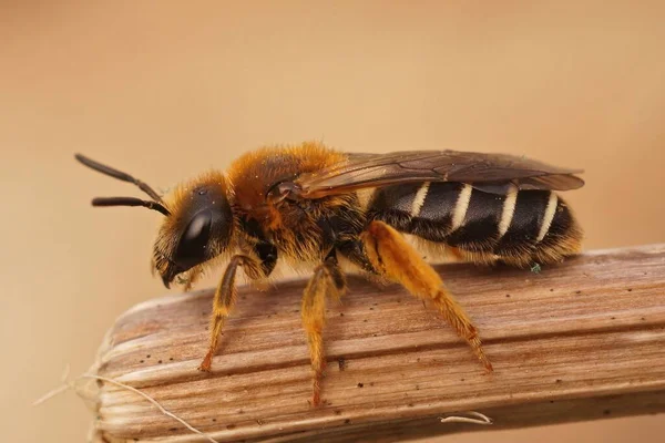 Close Uma Fêmea Laranja Perna Sulco Abelha Halictus Rubicundus Sentado — Fotografia de Stock