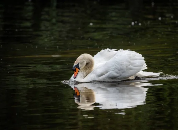 Belo Cisne Nadando Lago — Fotografia de Stock