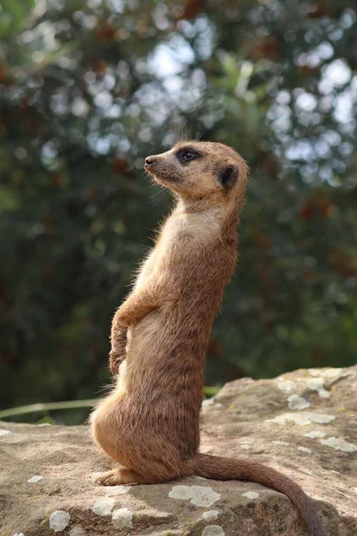 Eine Vertikale Aufnahme Eines Schönen Erdmännchens Auf Dem Verschwommenen Hintergrund — Stockfoto