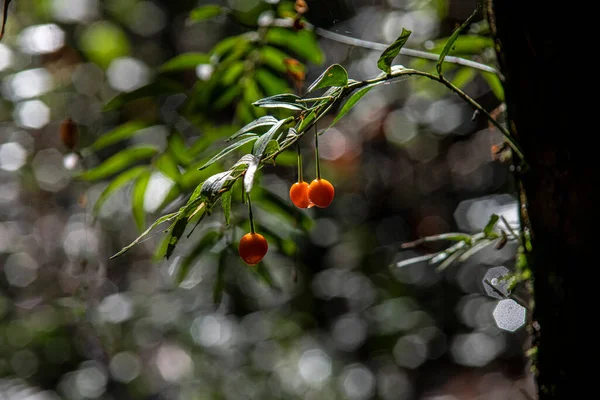 Een Close Shot Van Kleine Kersen Groeien Takken Van Boom — Stockfoto