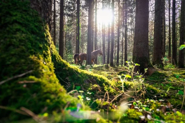 Гарний Знімок Коричневого Коня Лісі Сонячними Променями — стокове фото