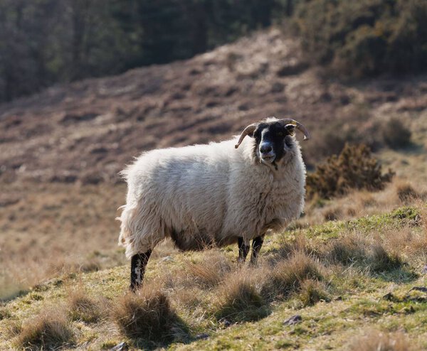 A closeup shot of white sheep on a farm in Edinburgh, Scotland