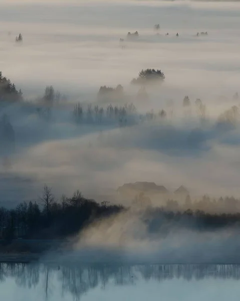 Forest Covered Fog Early Morning — Stock Photo, Image