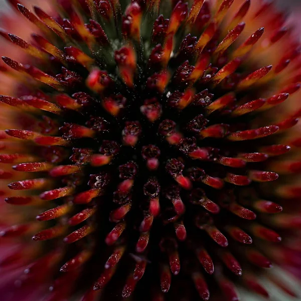 Tiro Macro Coneflower Roxo — Fotografia de Stock