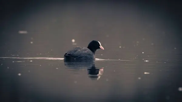 Eine Einsame Kleine Wildente Schwimmt Auf Dem See — Stockfoto