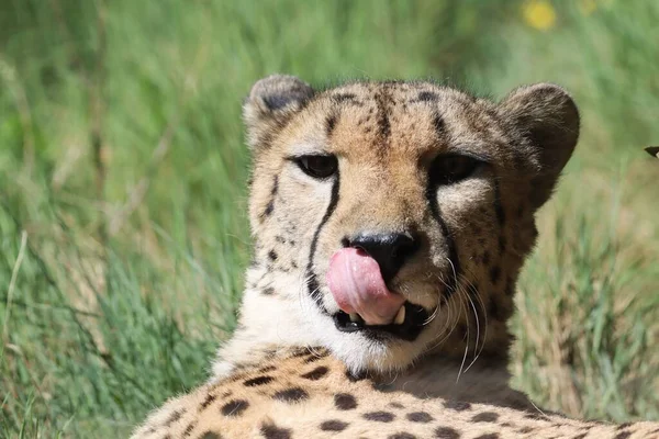 Primer Plano Guepardo Sudafricano Mirando Hacia Atrás Cámara Con Lengua — Foto de Stock