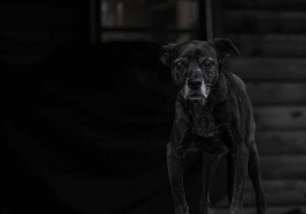 Close Cão Negro Com Raiva Fundo Escuro — Fotografia de Stock
