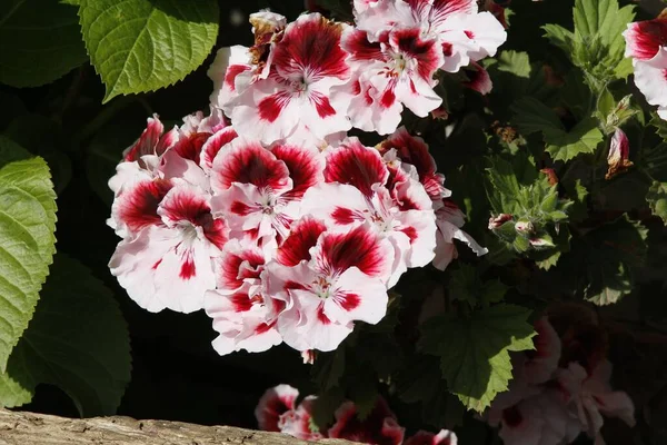 Ein Schöner Schuss Weiße Und Rote Geranienblüte — Stockfoto