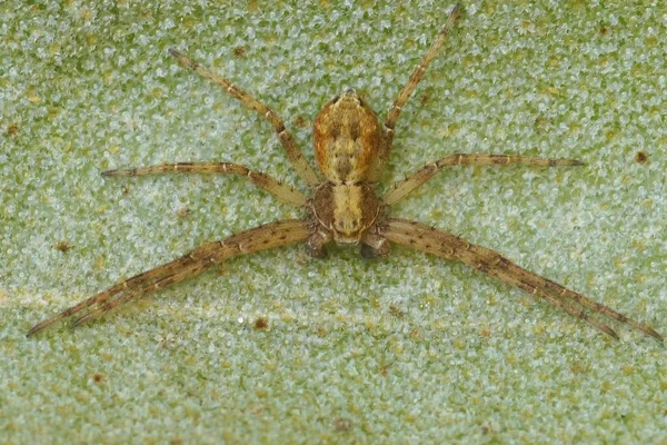 Nahaufnahme Einer Laufenden Krabbenspinnenart Philodromus Auf Einem Grünen Blatt Feld — Stockfoto