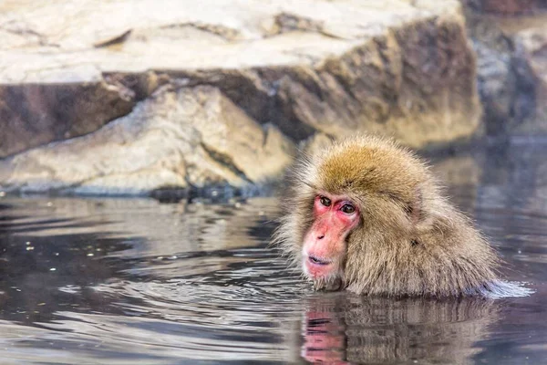 Een Japanse Makaak Rivier Zwemmen — Stockfoto