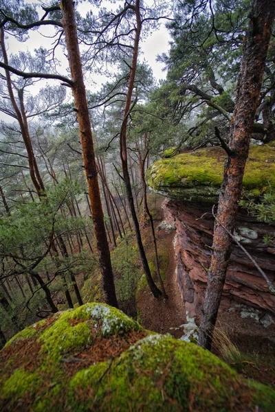 苔むした森の風景 — ストック写真