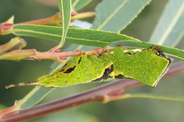 Closeup Emerald Green Caterpillar Poplar Kitten Furcula Bifida Eating Salix — Stock Photo, Image