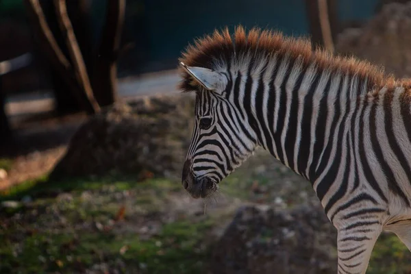 Belo Retrato Uma Linda Zebra Bebê — Fotografia de Stock