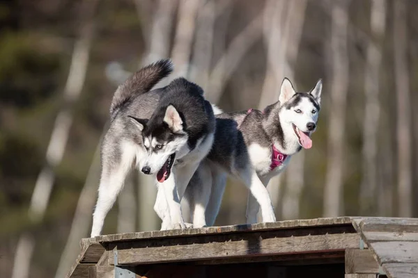 Zwei Süße Husky Hunde Gehen Draußen Spazieren — Stockfoto