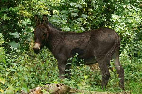 Closeup Domestic Donkey Domestic Running Loose Forested Area Green Vegetation — Stock Photo, Image