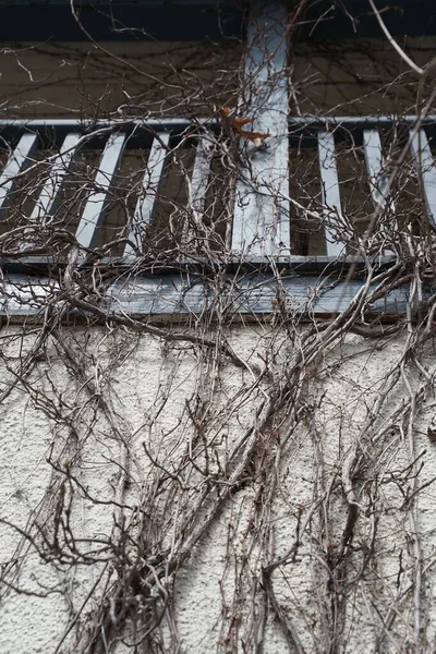 Вид Знизу Балкон Вирощений Старими Гілками Дерев — стокове фото