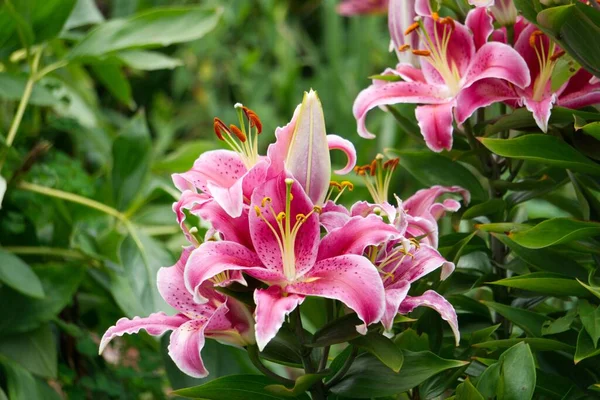 Close Flores Lírio Rosa Lilium Cercado Por Vegetação — Fotografia de Stock