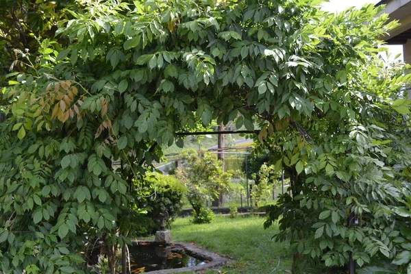 Hermoso Jardín Con Arco Plantas Trepadoras —  Fotos de Stock