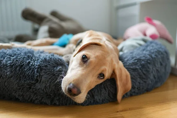 Een Close Zicht Labrador Retriever Liggend Hondenmand Huis — Stockfoto