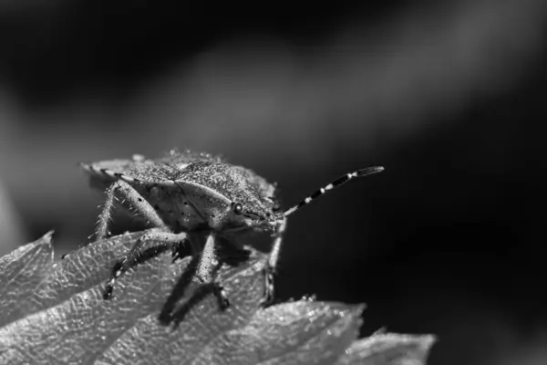 나뭇잎 딱정벌레를 클로즈업 그레이시 — 스톡 사진