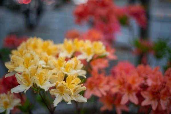 Primer Plano Flores Azalea Amarillas — Foto de Stock