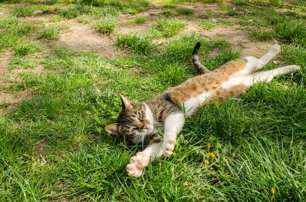 切り取られていない草の中には 美しい小さな茶色の白い猫がリラックスしています — ストック写真