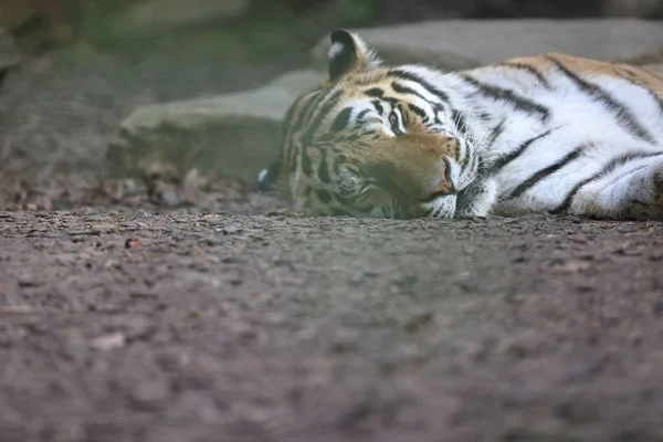 A siberian tiger resting with one eye open