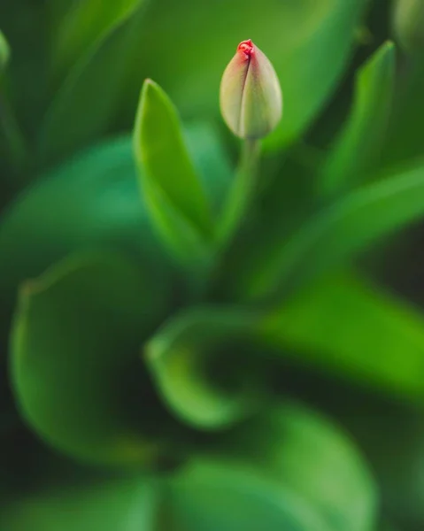 Enfoque Selectivo Tulipán Con Hojas Verdes Exuberantes Jardín — Foto de Stock