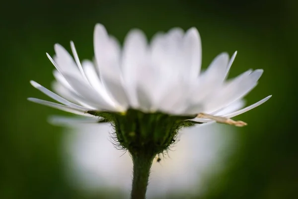 Uma Flor Margarida Totalmente Florescente Jardim — Fotografia de Stock