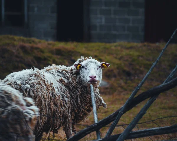 Közelkép Házi Juhok Ovis Aries — Stock Fotó