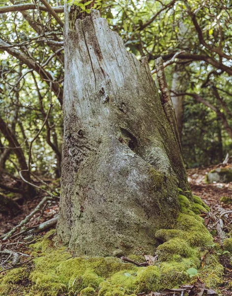 Vertical Shot Broken Tree Trunk Surrounded Moss Forest Daylight — Stock Photo, Image