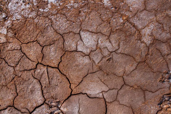晴れた日に乾燥した割れ目泥 — ストック写真