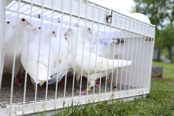 Closeup Shot Pigeons Cage — Stock Photo, Image