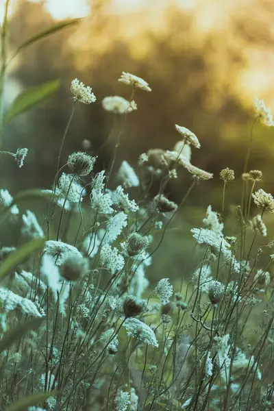 田野上盛开的野花的垂直镜头 — 图库照片