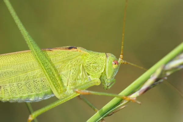 Close Een Smaragd Groene Nimf Sikkeldragende Bush Cricket Phaneroptera Falcata — Stockfoto