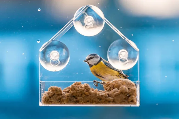 Pájaro Alimentador Aves Transparente Forma Casa Pegado Ventana Con Ventosas — Foto de Stock