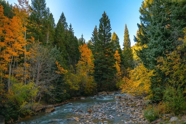 Прекрасний Знімок Лісу Вдень Восени — стокове фото