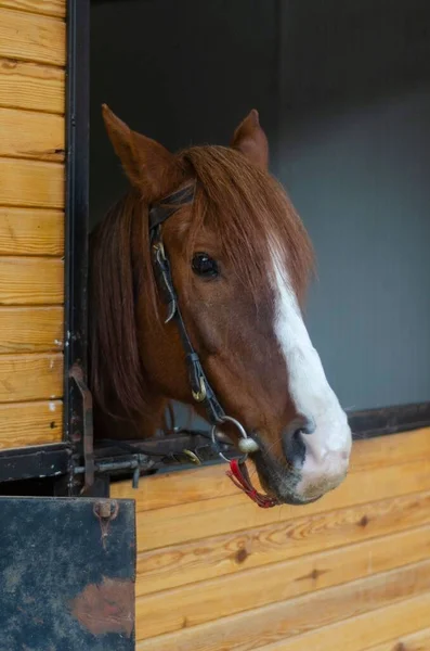 Een Bruin Paard Opgesloten Schuur — Stockfoto