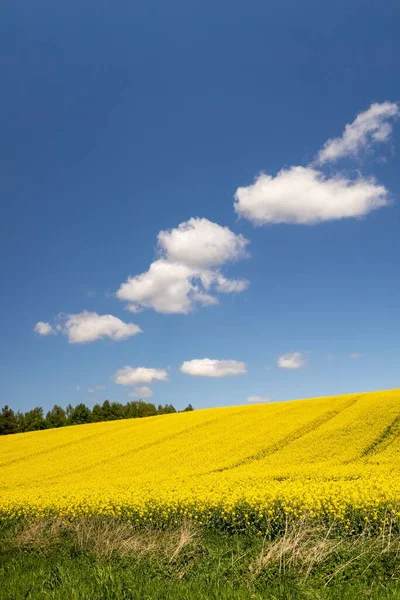 Вертикальный Снимок Пейзажа Поля Канолы Голубым Облачным Небом — стоковое фото